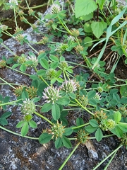 Trifolium glomeratum image