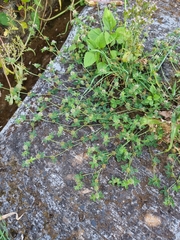 Trifolium glomeratum image