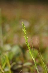 Microtis orbicularis