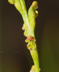 Microtis orbicularis