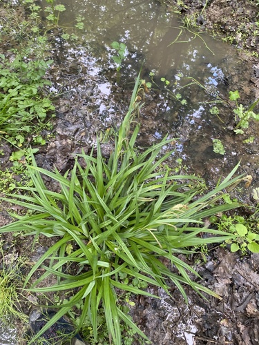 Carex agastachys (Carex agastachys)