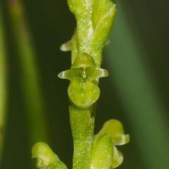 Microtis orbicularis