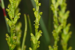 Microtis orbicularis