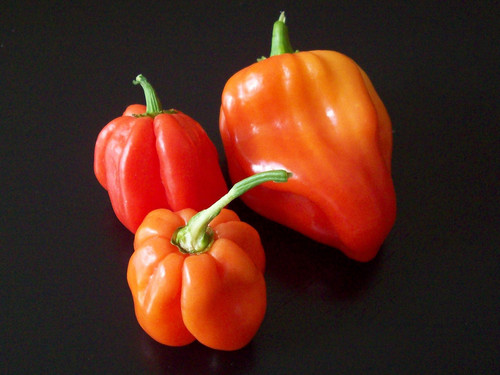 Capsicum chinense