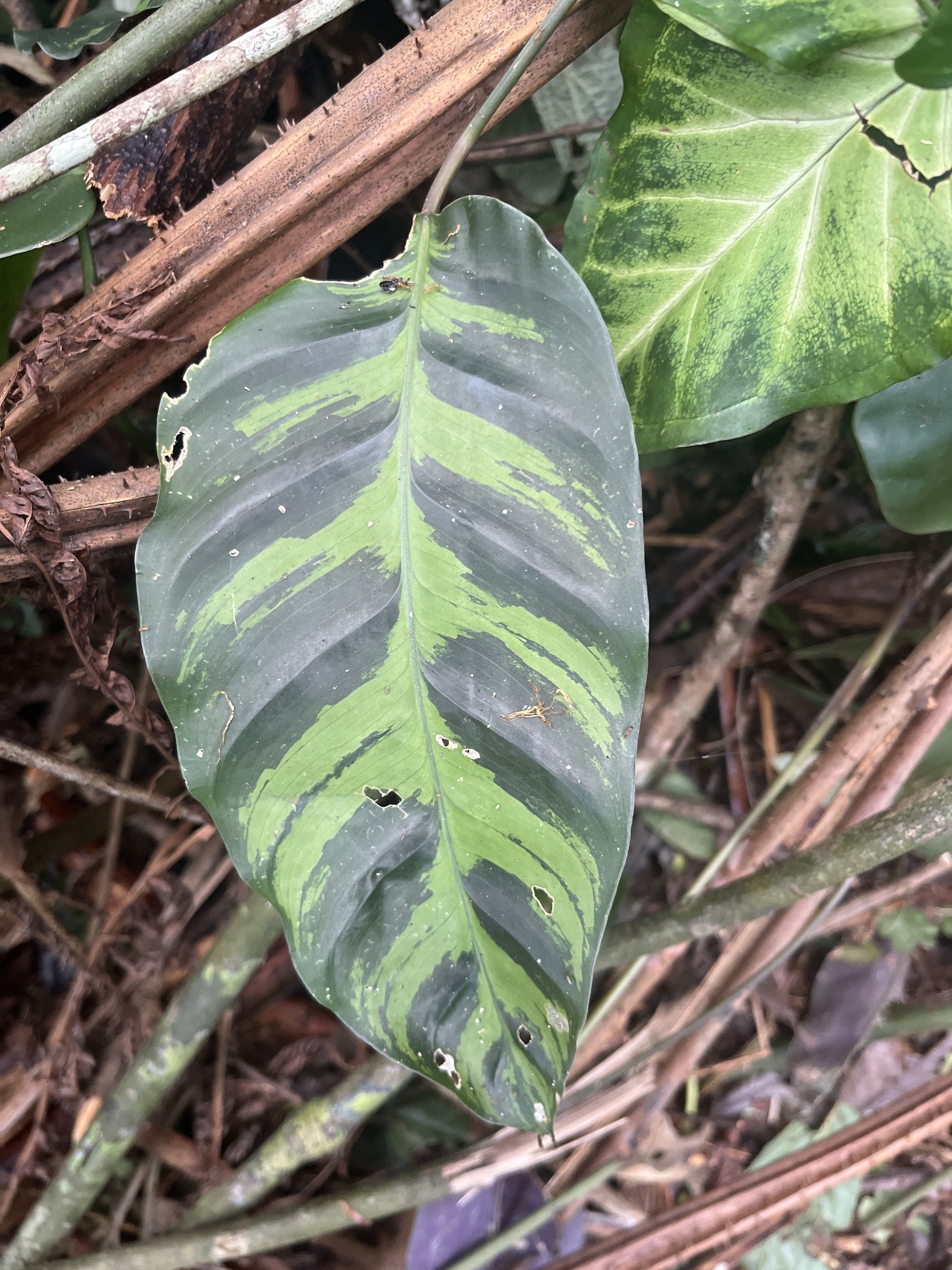 Imagem de Maranta white fusion