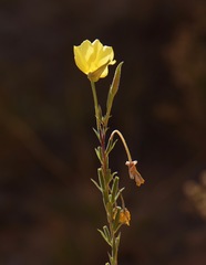 Oenothera elata hirsutissima
