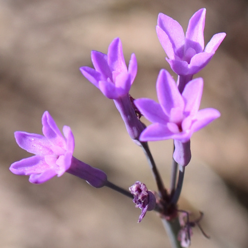 Tulbaghia violacea