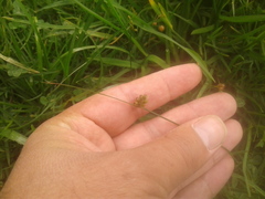Juncus capillaceus