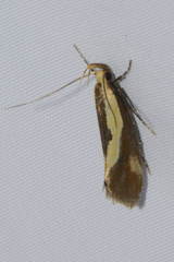 Harpella forficella