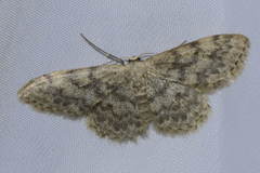 Idaea alyssumata