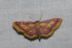 Idaea muricata