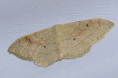 Idaea rubraria