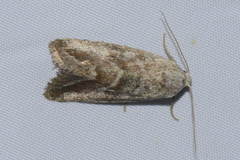 Phyllophila obliterata