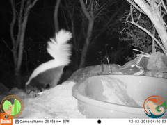 Spilogale angustifrons