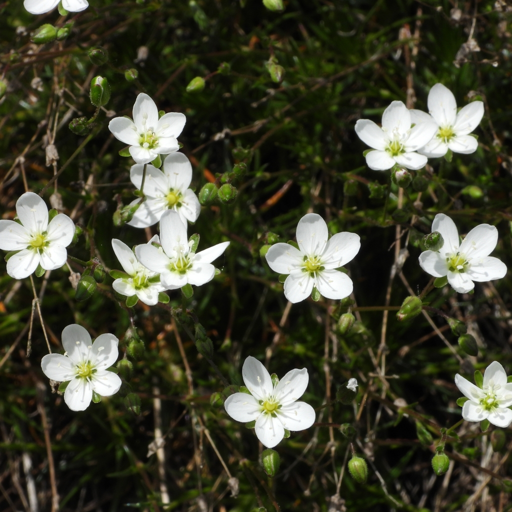 Sagina merinoi