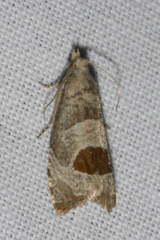 Notocelia uddmanniana