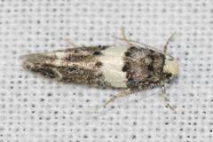 Recurvaria leucatella
