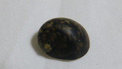 Nerita polita