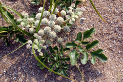 Glehnia littoralis