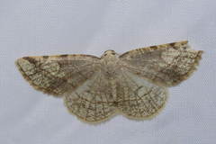 Stegania trimaculata