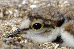 Charadrius dubius