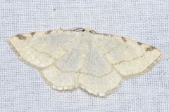 Stegania trimaculata