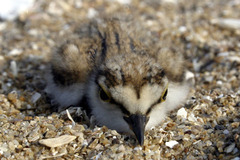 Charadrius dubius