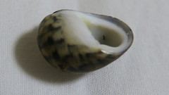 Nerita polita