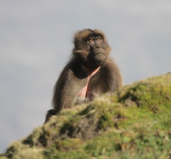 Theropithecus gelada