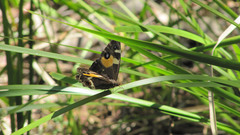 Tisiphone abeona albifascia