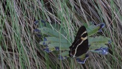 Tisiphone abeona albifascia