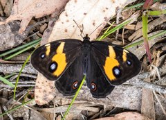 Tisiphone abeona albifascia