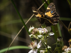 Tisiphone abeona albifascia