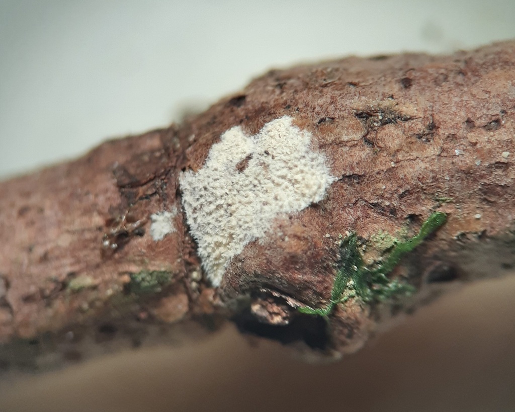 Cabalodontia