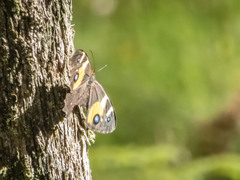 Tisiphone abeona albifascia