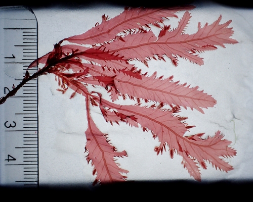 Representative image of Delesseriaceae