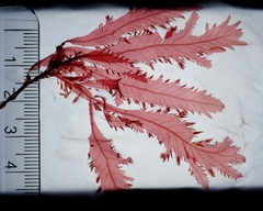 Phycodrys rubens