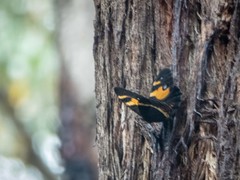 Tisiphone abeona albifascia