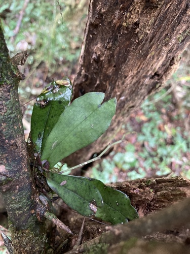 Aerangis somalensis (Schltr.) Schltr. 4