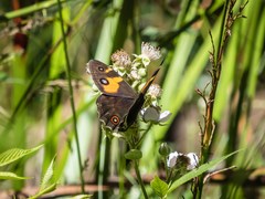 Tisiphone abeona albifascia