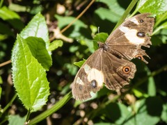 Tisiphone abeona albifascia