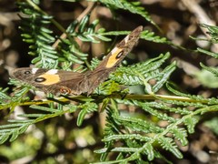 Tisiphone abeona albifascia