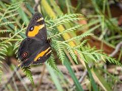 Tisiphone abeona albifascia
