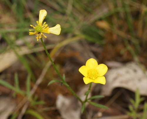 slender buttercup (Ranunculus robertsonii)