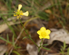 Ranunculus robertsonii