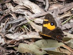 Tisiphone abeona albifascia