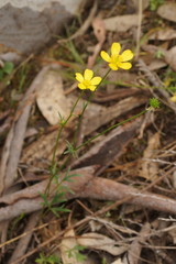 Ranunculus robertsonii