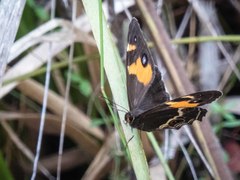 Tisiphone abeona albifascia