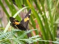 Tisiphone abeona albifascia