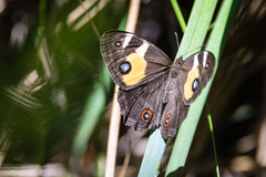 Tisiphone abeona albifascia